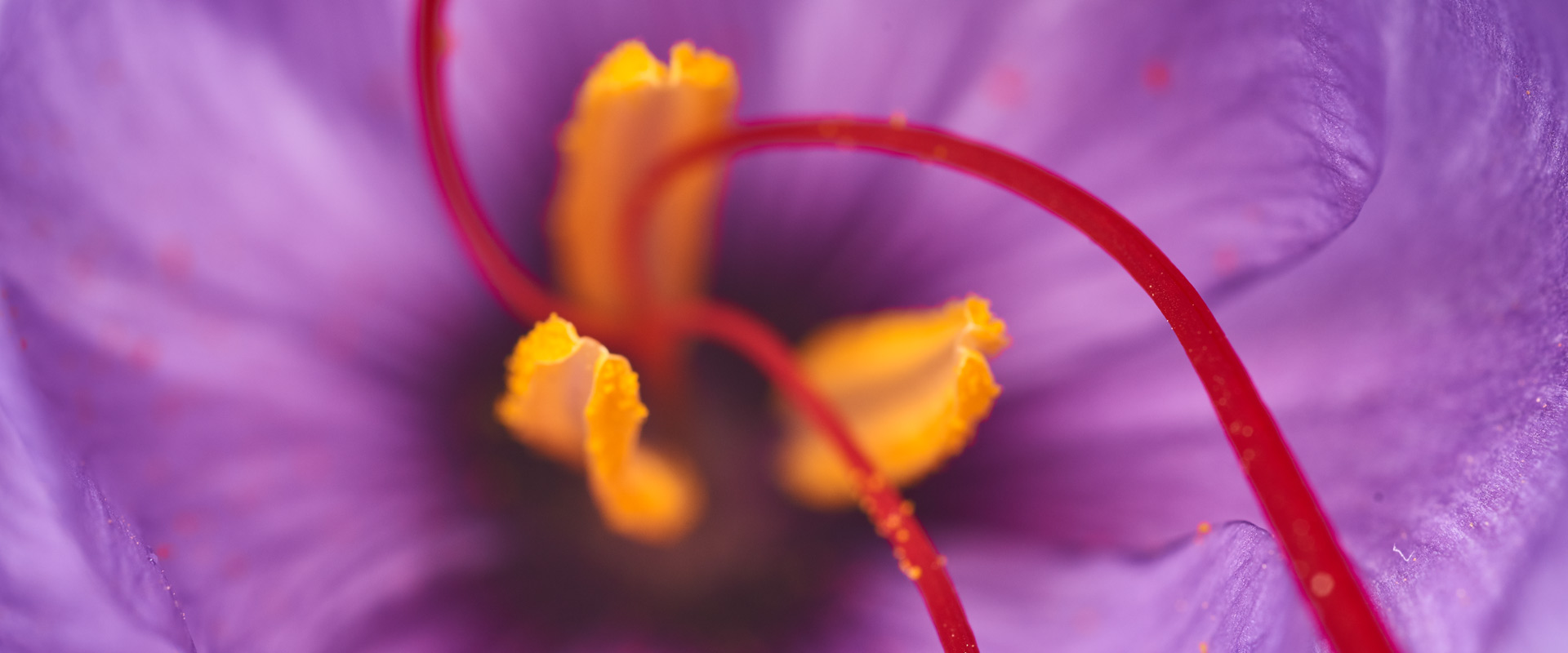 pina-saffron-home-006