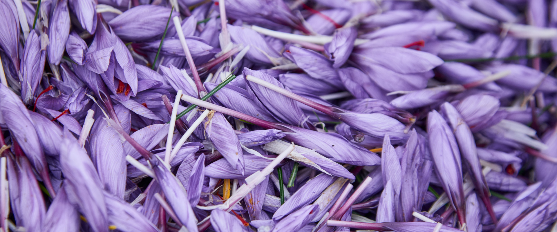 pina-saffron-home-007