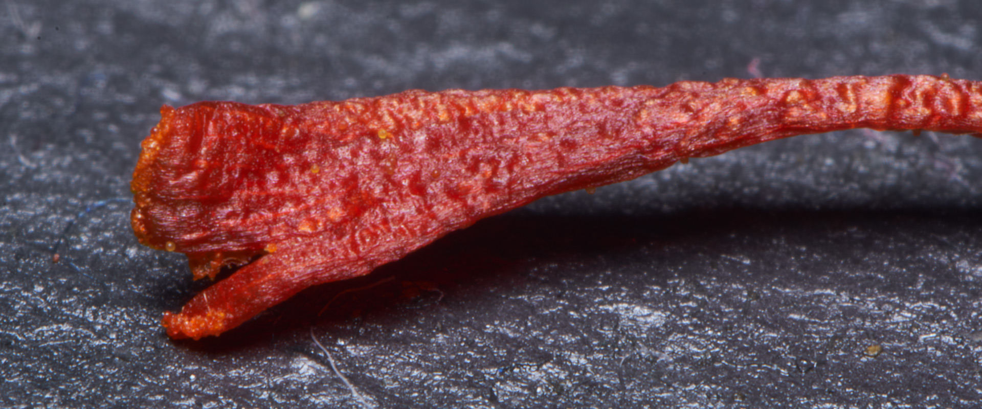 pina-saffron-home-008