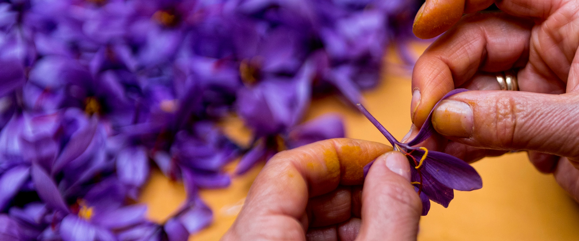 pina-saffron-home-009